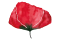 AMAPOLA? Co to znamená?