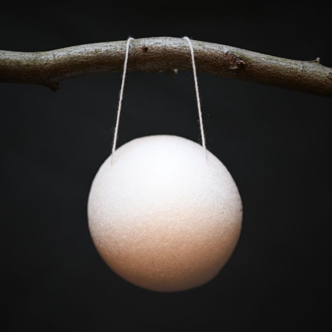 KONJAKOVÁ HOUBIČKA - Druh houbičky: Černá